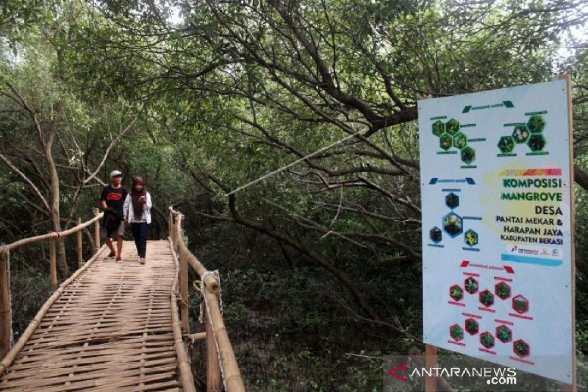 Serangan hama ulat bulu menyebabkan ratusan pohon mangrove terancam mati