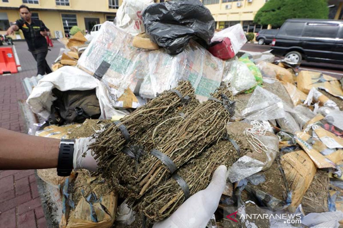 Pemusnahan barang bukti ganja