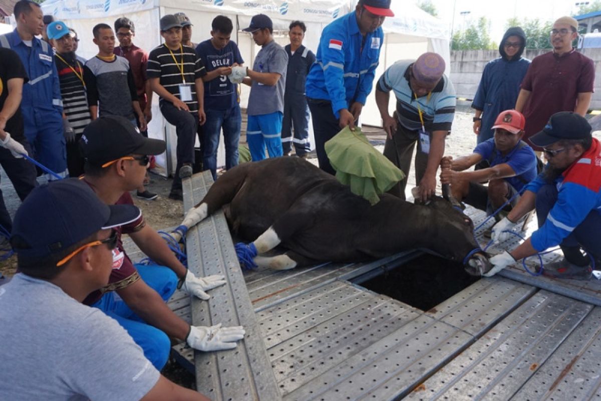 DSLNG salurkan daging kurban tanpa kantong plastik kepada 565 mitra