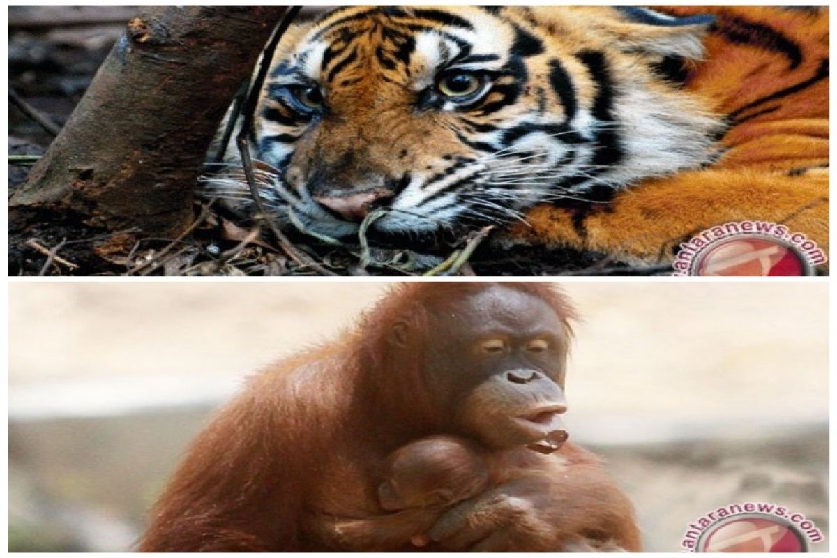 Peringati Orangutan dan Harimau sedunia, PLTA Batang Toru adakan lomba
