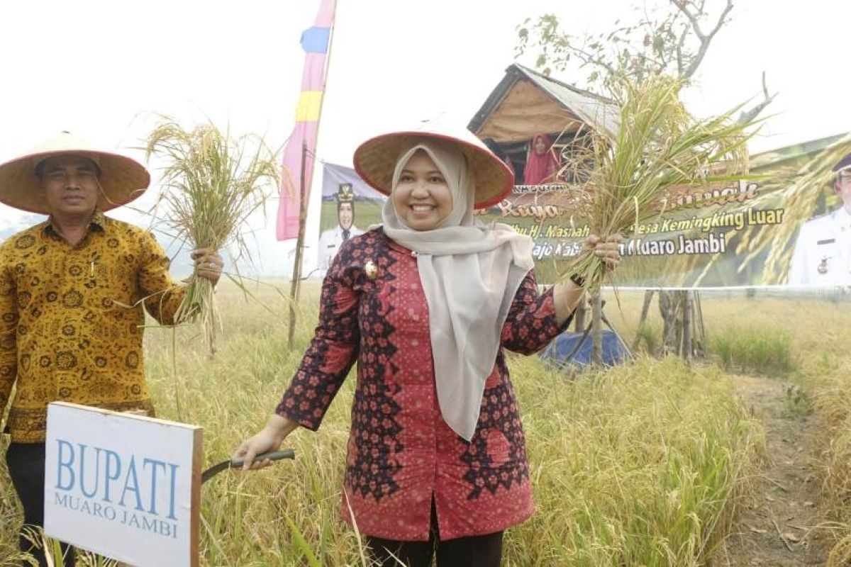 Bupati Masnah panen raya di Desa Kemingking Luar