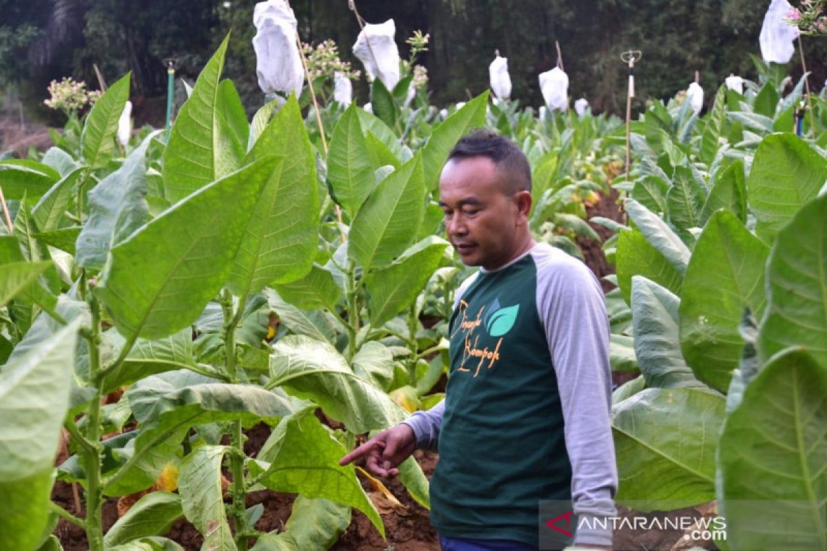 AMTI: dukungan pemerintah pada petani tembakau rendah