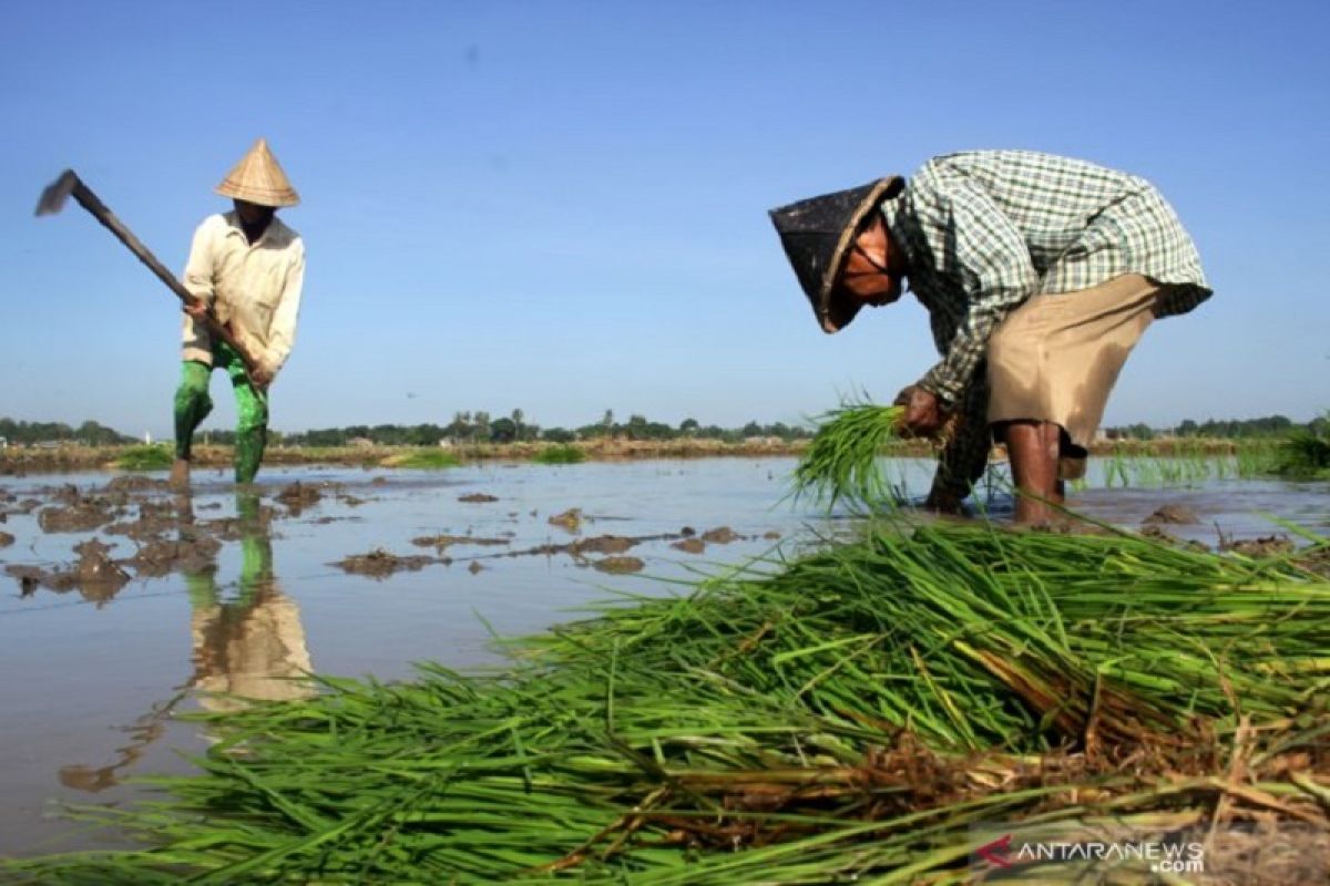 Upah buruh tani konsisten alami kenaikan