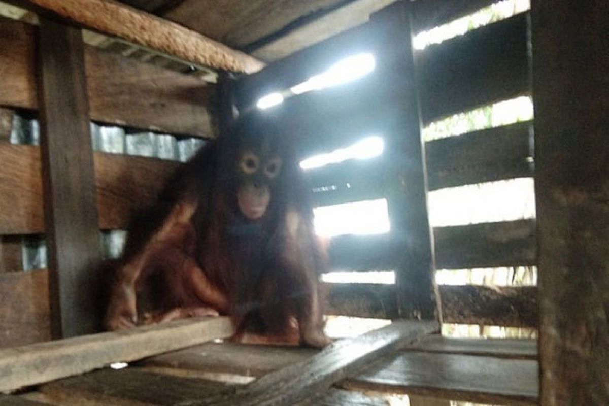 Warga Sampit serahkan orangutan setelah dirawat 7 tahun