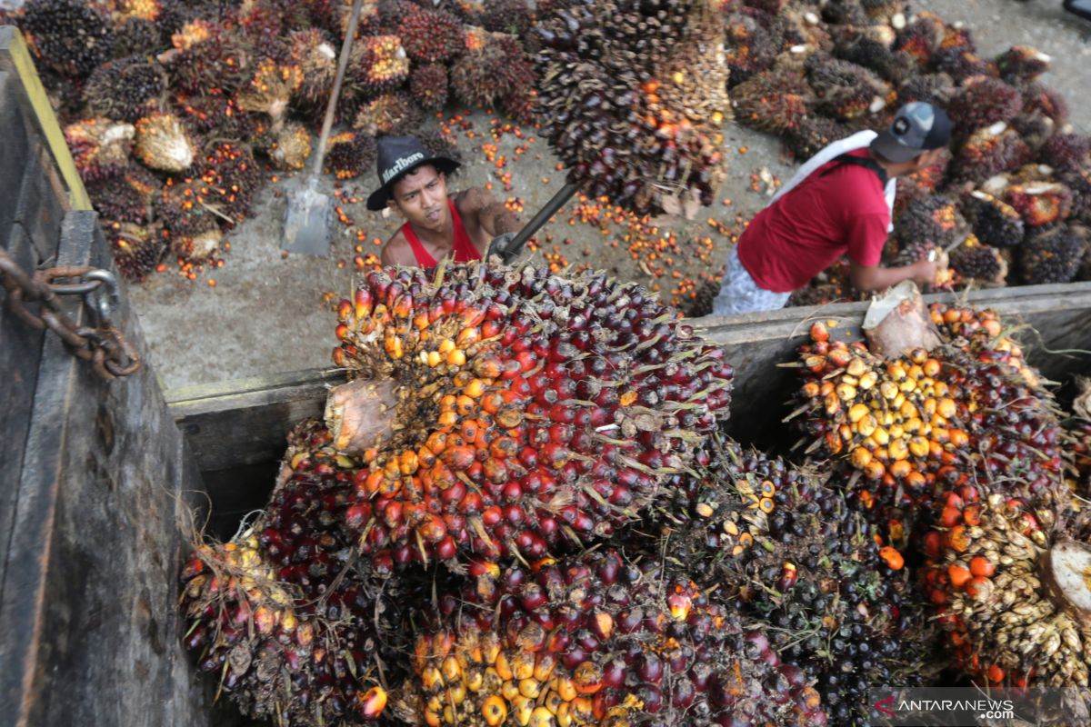 Harga sawit Riau turun Rp74,09 per kilogram