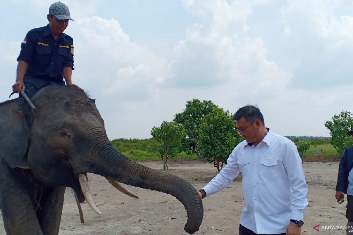 Delapan gajah yang dipindahkan karena konflik dalam kondisi baik