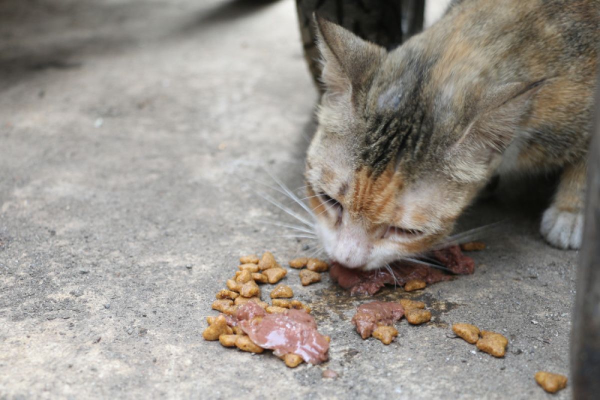 Bunuh kucing untuk dikonsumsi, warga Kalideres ditangkap polisi