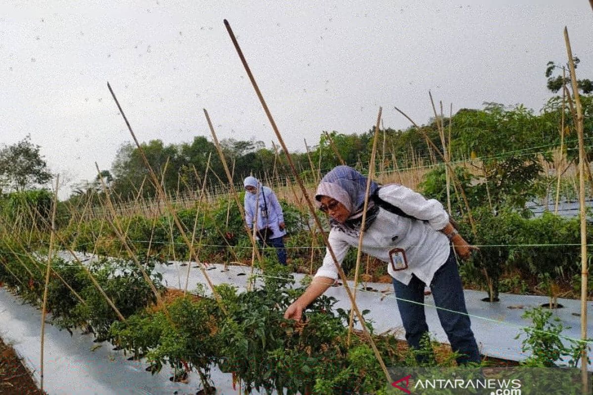 Kalbar kembangkan pertanian bawang putih di perbatasan