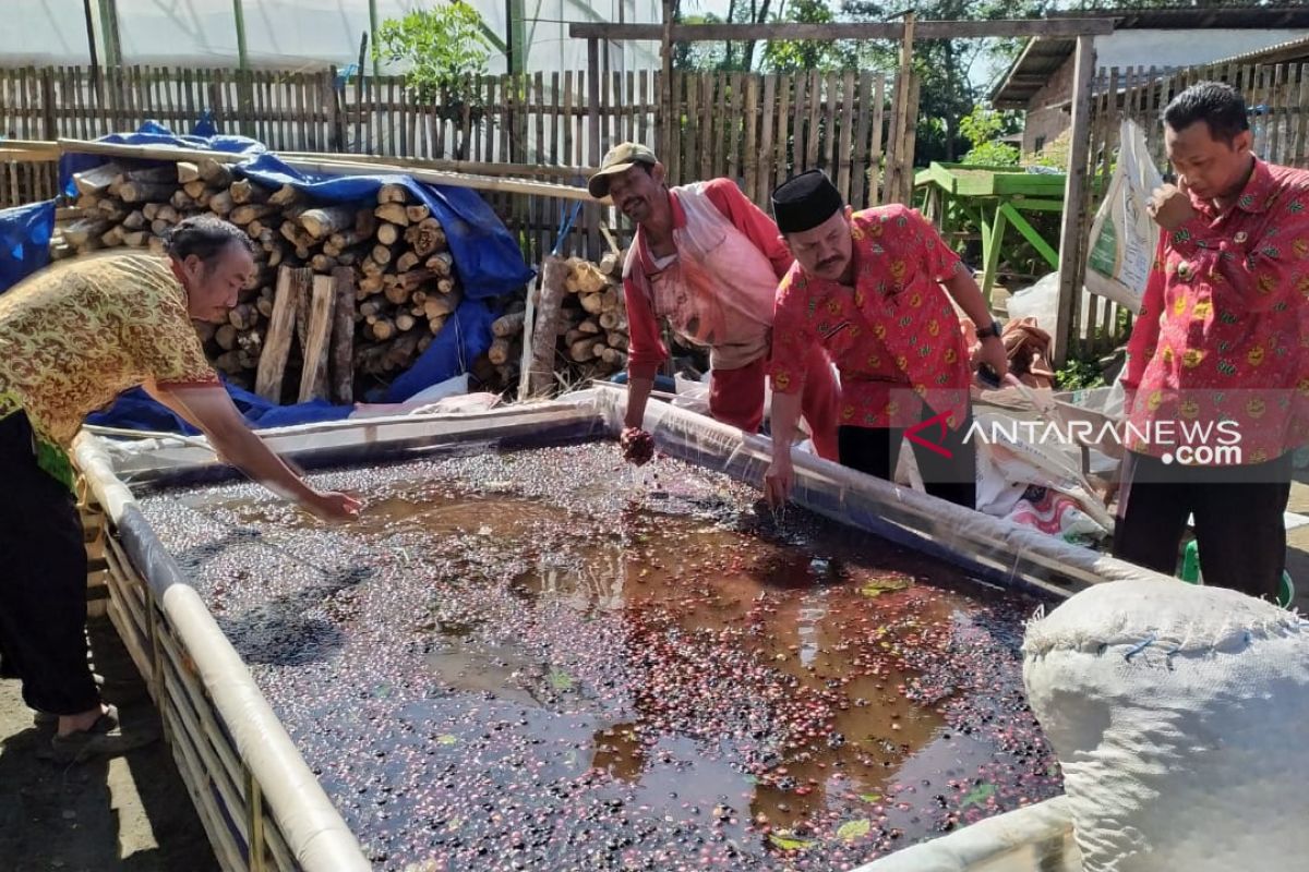 Harga kopi lokal Bengkulu terganggu kedatangan kopi