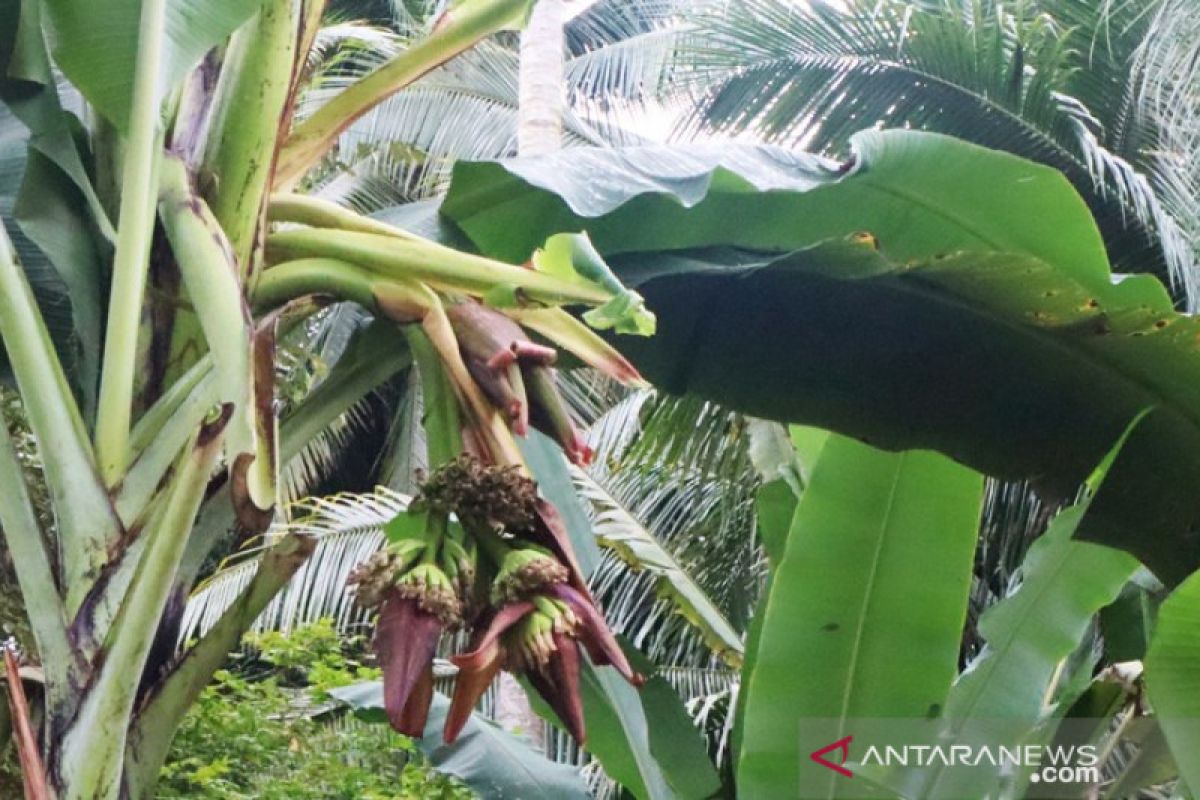 Batang pisang dengan empat jantung tumbuh di Pariaman