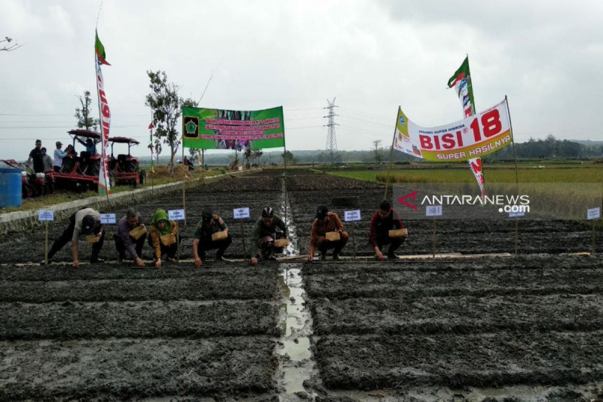 Pemkab Kulon Progo targetkan produksi bawang merah 6.135 ton