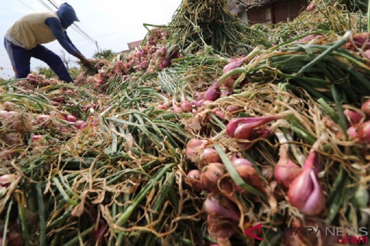 Dinas Pertanian Ogan Komering Ulu ajak  petani budidayakan bawang merah