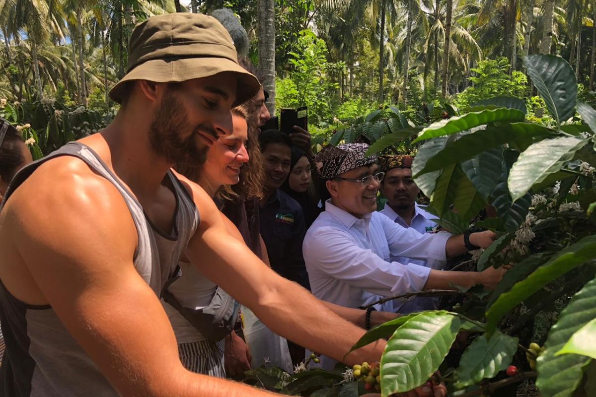 Festival Petik Kopi Banyuwangi jadi atraksi menarik wisatawan