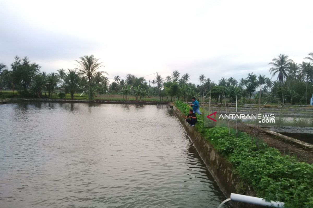 Balai benih ikan di Rejang Lebong hasilkan 3,9 juta ekor benih per tahun