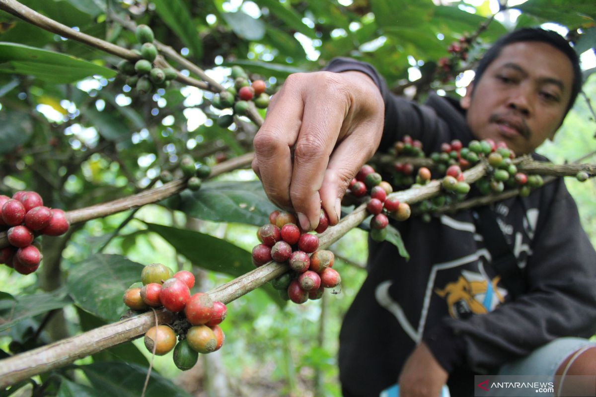 Penanaman kopi secara besar-besaran tak untungkan petani