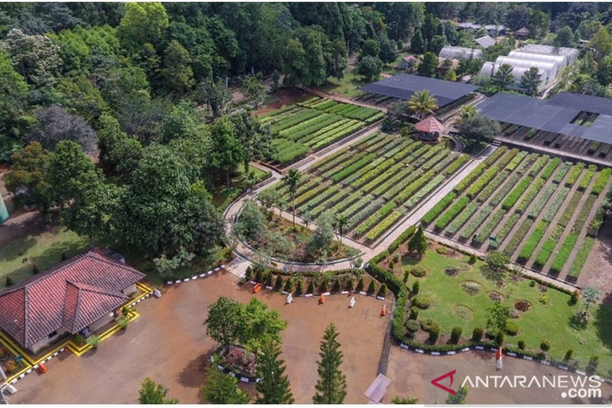 Kayu hitam atau eboni yang tumbuh di antara tambang nikel