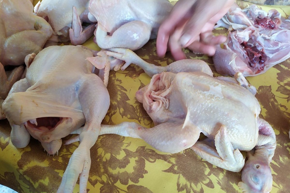 Meski Idul Adha telah berlalu harga ayam potong di Bandarlampung belum turun