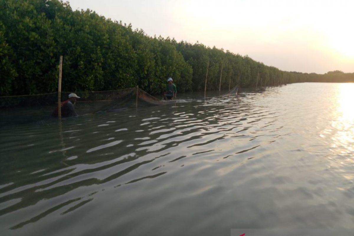 Pertamina tanam 90.000 mangrove, Mantan Menteri BUMN beri apresiasi