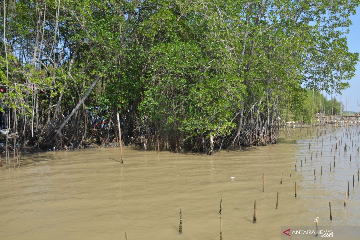 Ratusan ribu tanaman mangrove tercemar minyak mentah