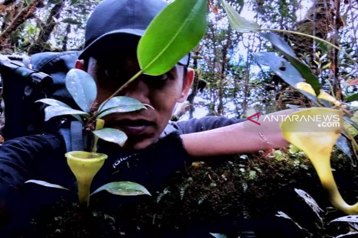 Forester Indonesia temukan Kantong Semar Jamban (Nephentes jamban) di Hutan Angkola