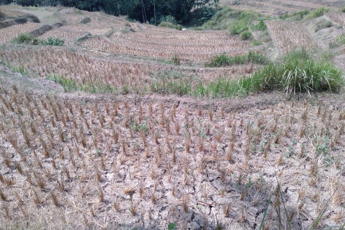 Ratusan hektare sawah di Karawang puso