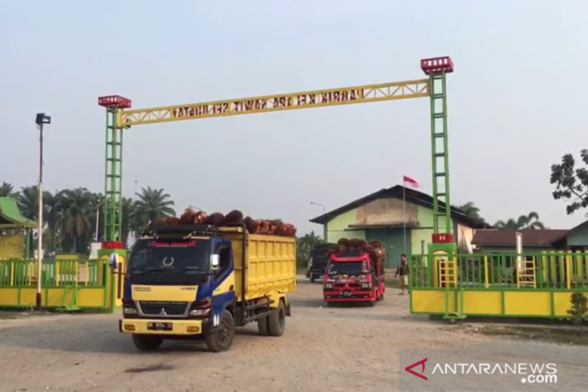 VIDEO - Peserta SMN Yogyakarta melihat proses pengolahan kelapa sawit Riau
