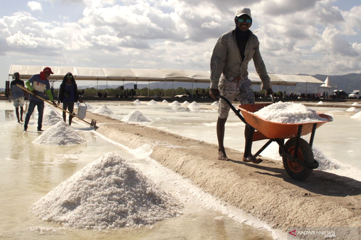 Potensi lahan tambak garam di Kupang diperkirakan 10.000 ha