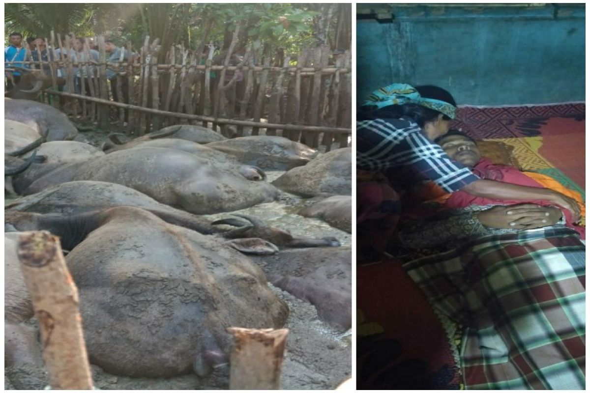 Pengembala di Tapteng tewas disambar petir bersama 19 ekor kerbaunya