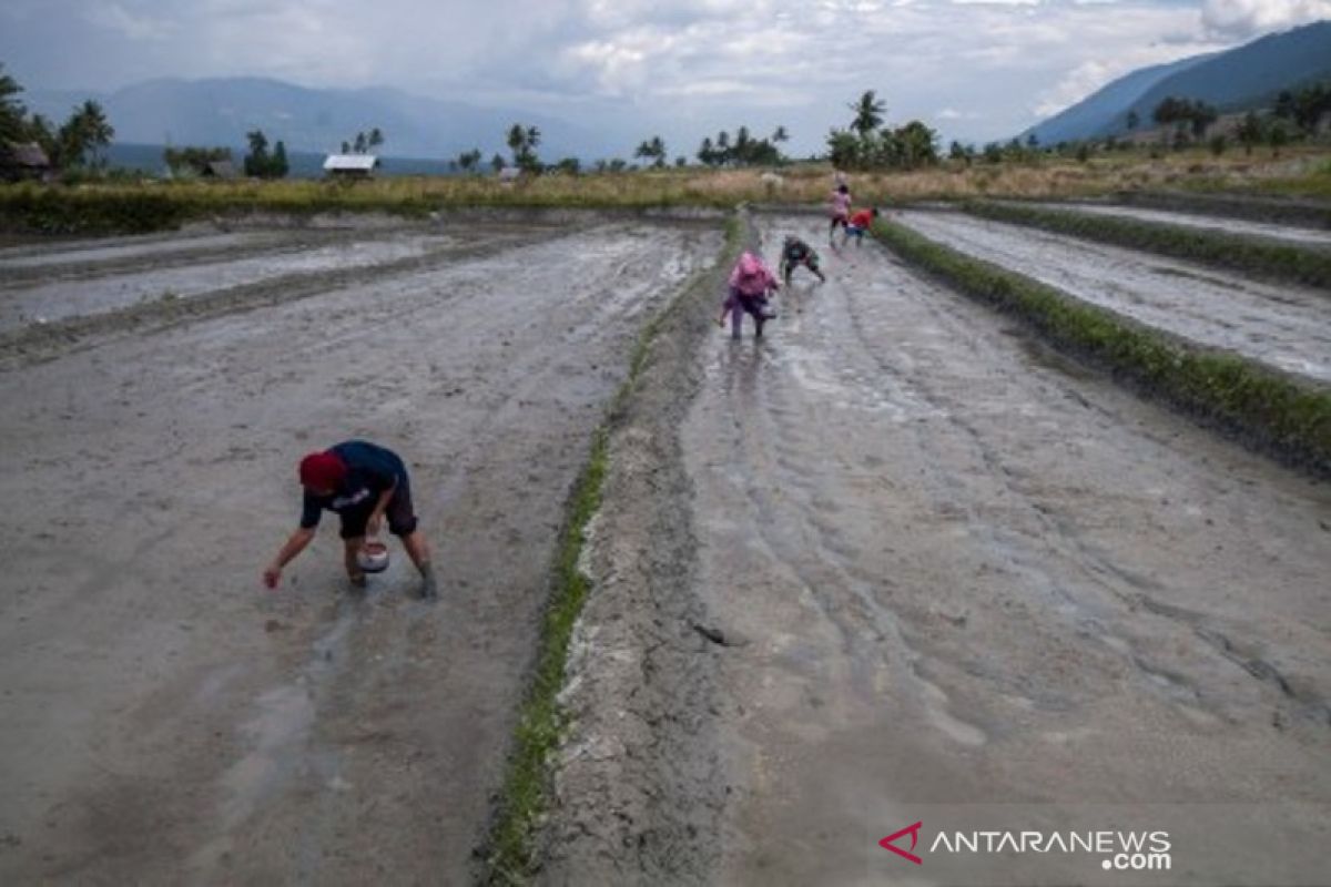 Pertahankan cara tanam padi tradisional