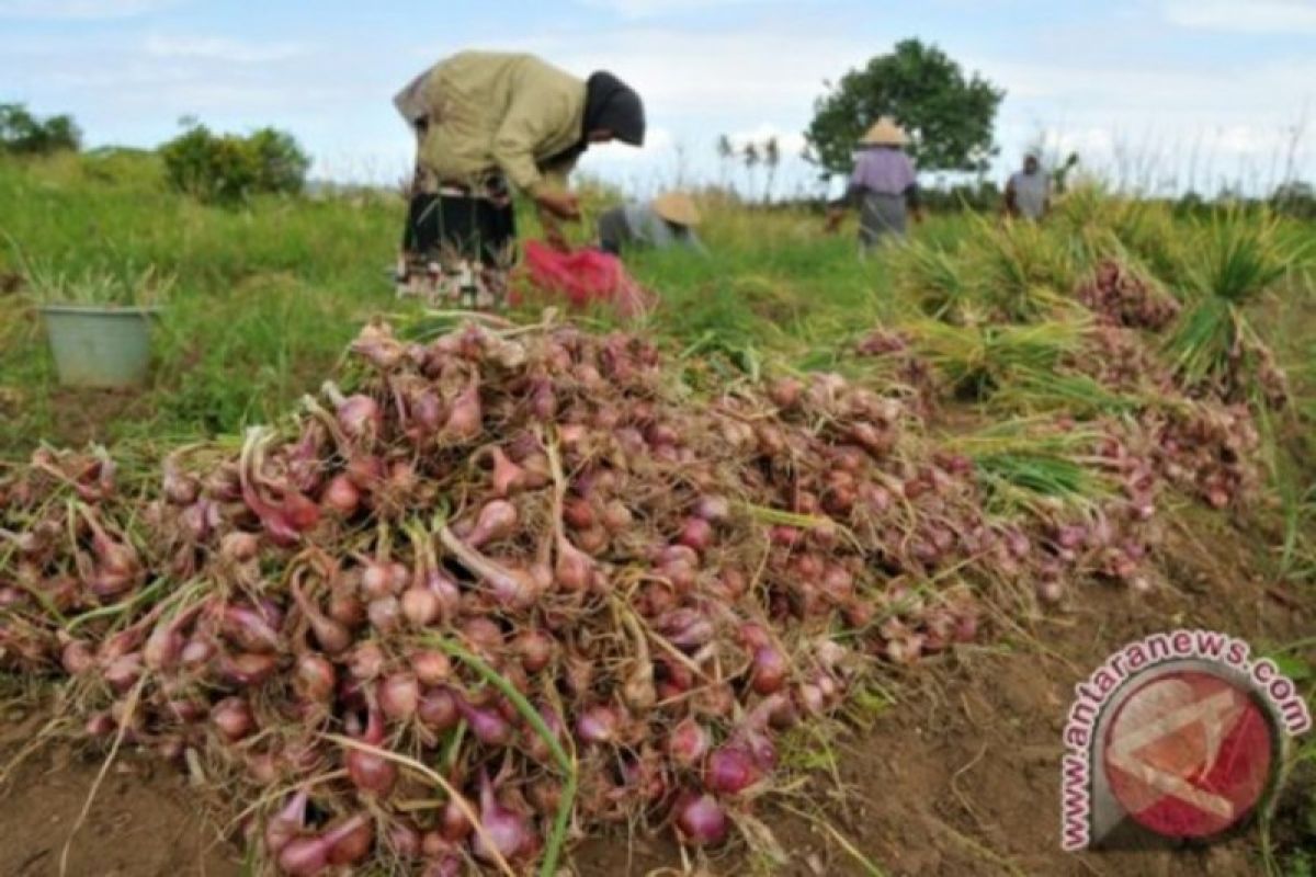 Pemkab Aceh Tengah Targetkan Lumbung Bawang Merah Gayo