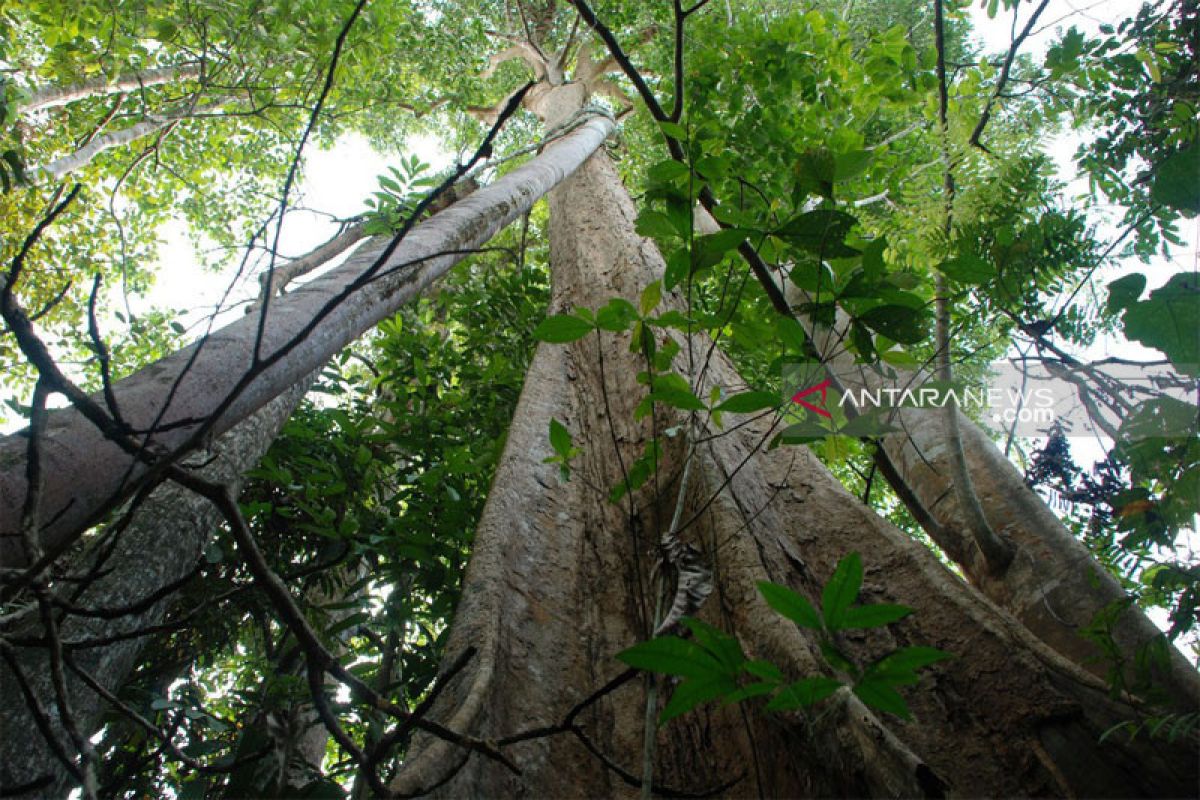 Ministry plans to have forestry sector offset carbon emissions