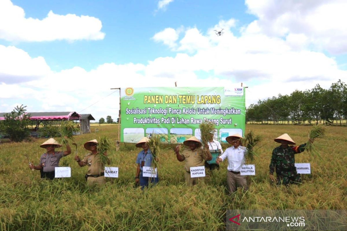 Petani nikmati hasil panen padi unggul dua kali setahun