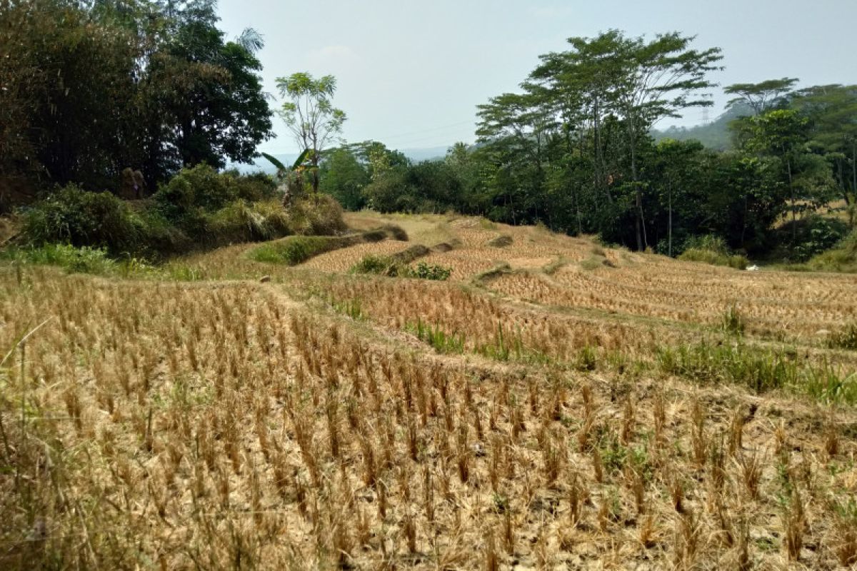 Lebih dari 5.000 hektare sawah di Karawang dilanda kekeringan