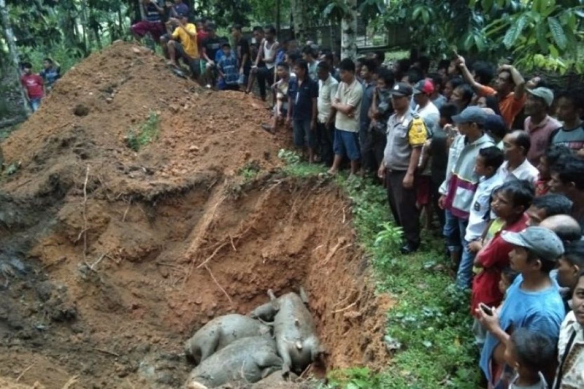 19 ekor kerbau yang mati disambar petir dikubur massal