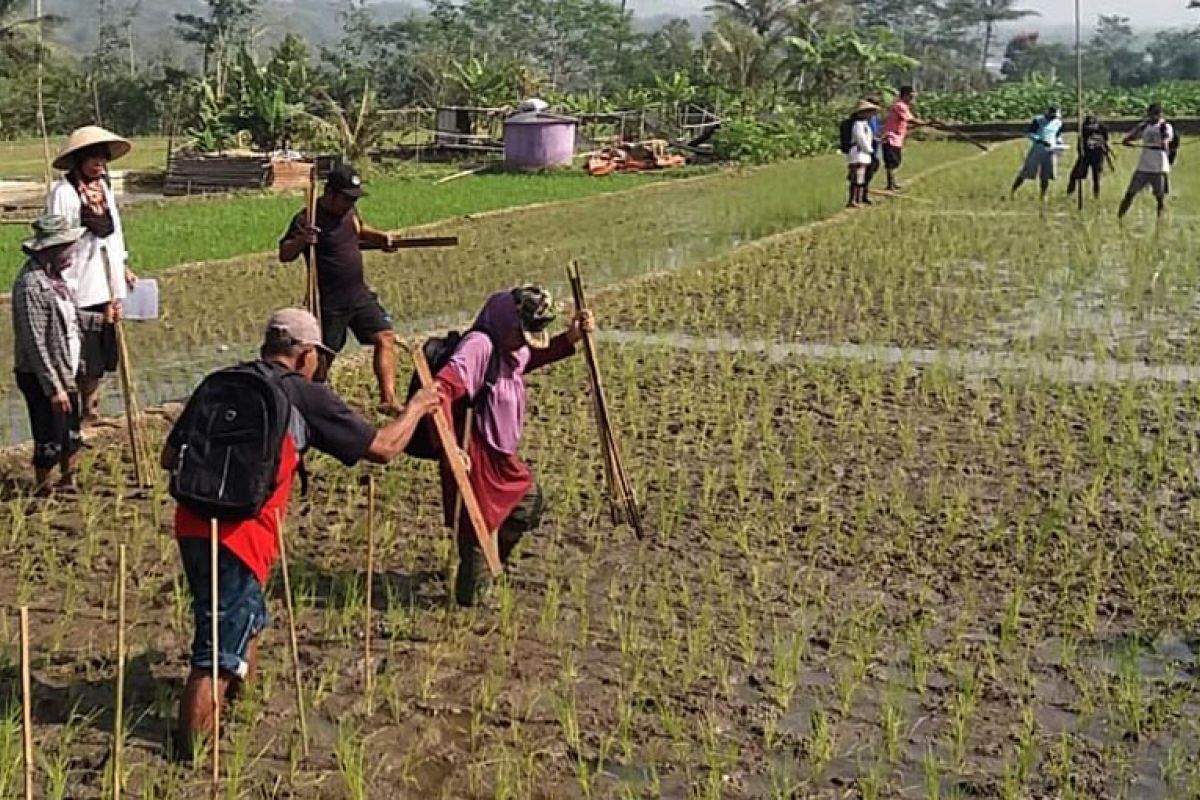 Disperpa Kota Magelang kenalkan agroekosistem sawah ke petani