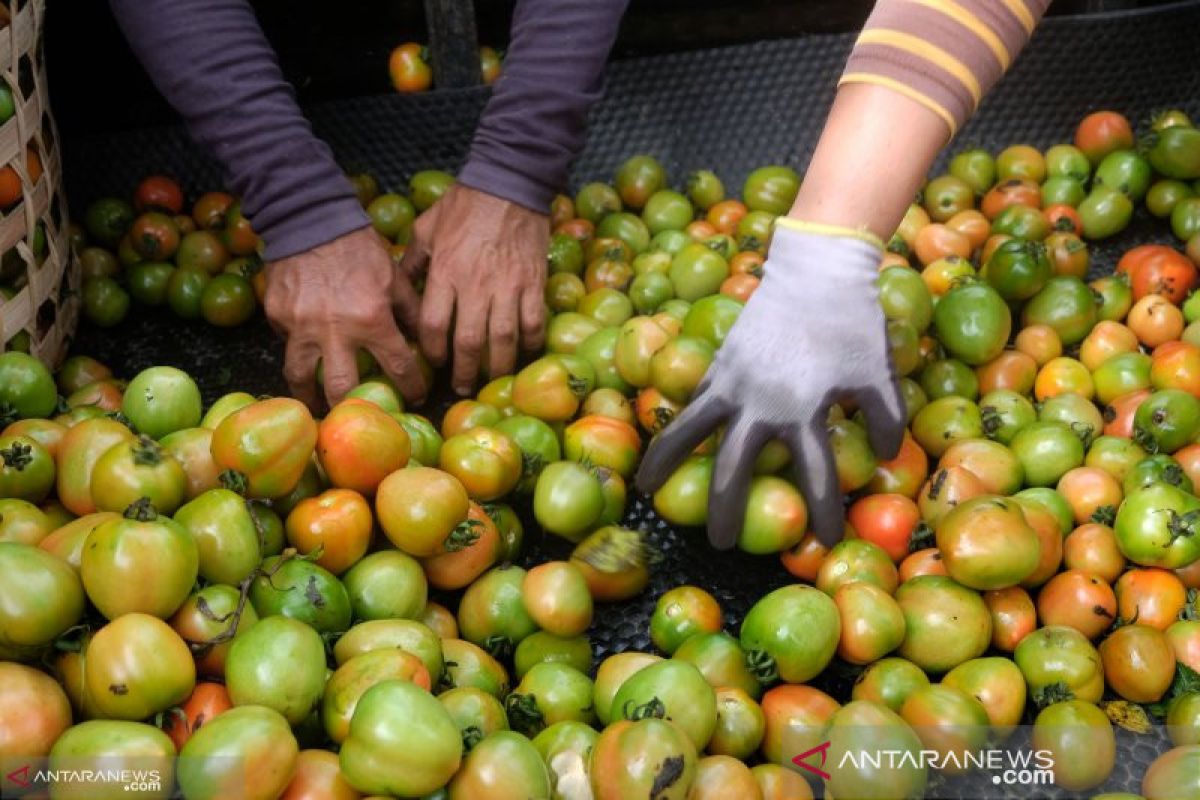 Harga tomat anjlok hanya Rp1.000/kg di Sigi dan Poso, ini penyebabnya