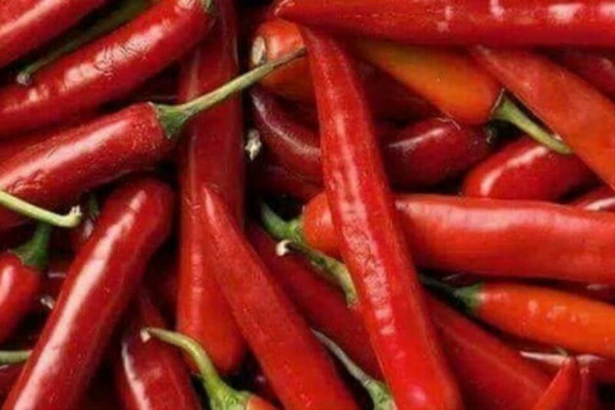 Pasokan terbatas, harga cabai merah Rp100.000 per kilogram