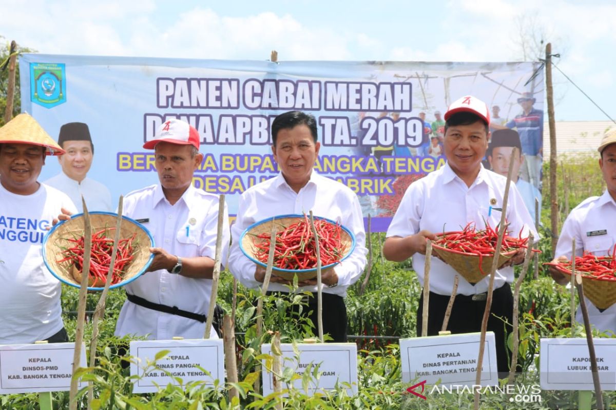 Pemkab Bangka Tengah dorong petani budidayakan tanaman cabai