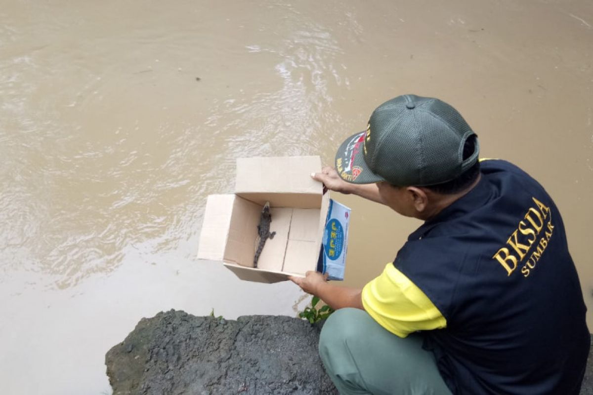 Warga Agam serahkan seekor anak buaya ke BKSDA untuk dilepasliarkan