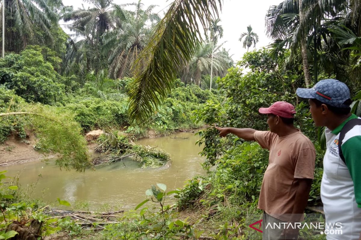 BKSDA: serangan buaya di Sungai Batang Anggang Agam akibat warga mengusik habitatnya