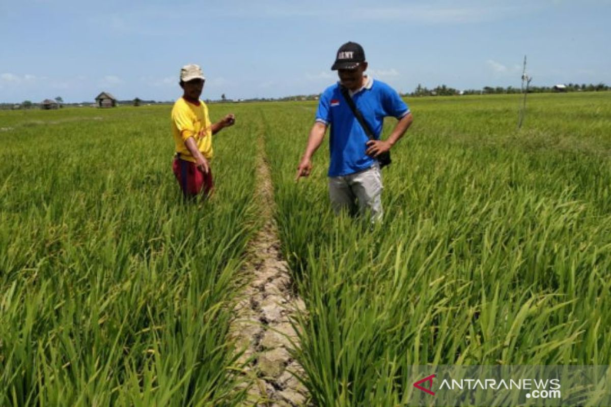 Pemdes Rias kumpulkan Poktan atasi kekeringan sawah