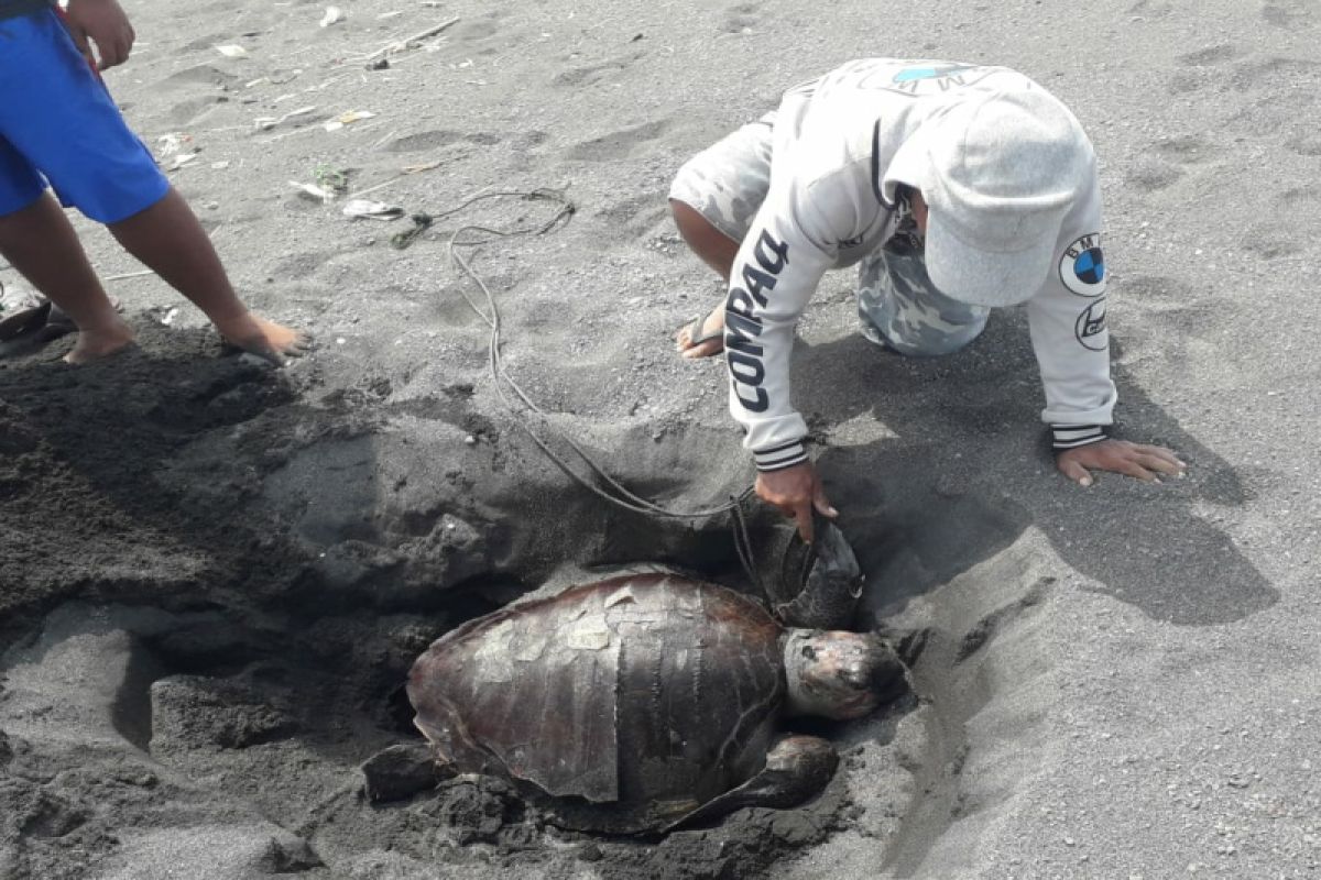 Seekor penyu mati terdampar di Pantai Karangwuni