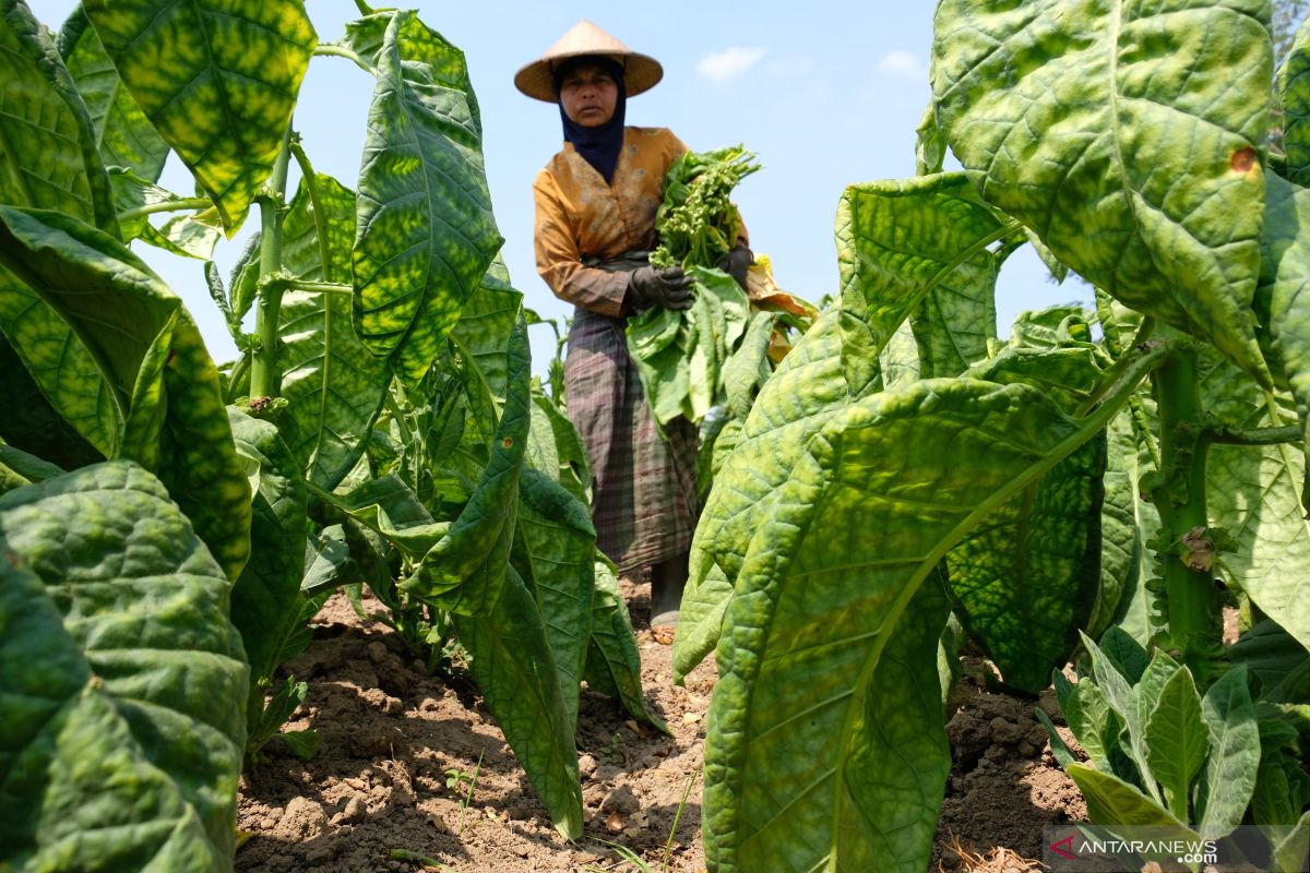 Belum dibeli pabrik, petani Temanggung terpaksa jual tembakau eceran