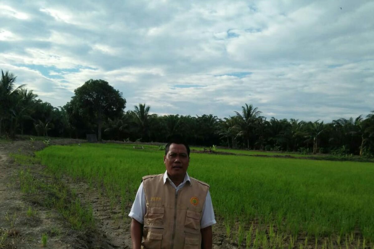 Puluhan hektare sawah  di Mamuju di landa Kekeringan