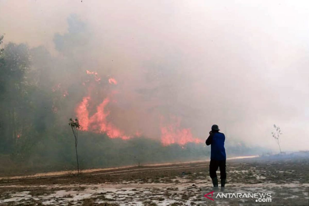 Kebakaran hutan terus bermunculan di Taman Nasional Tesso Nilo