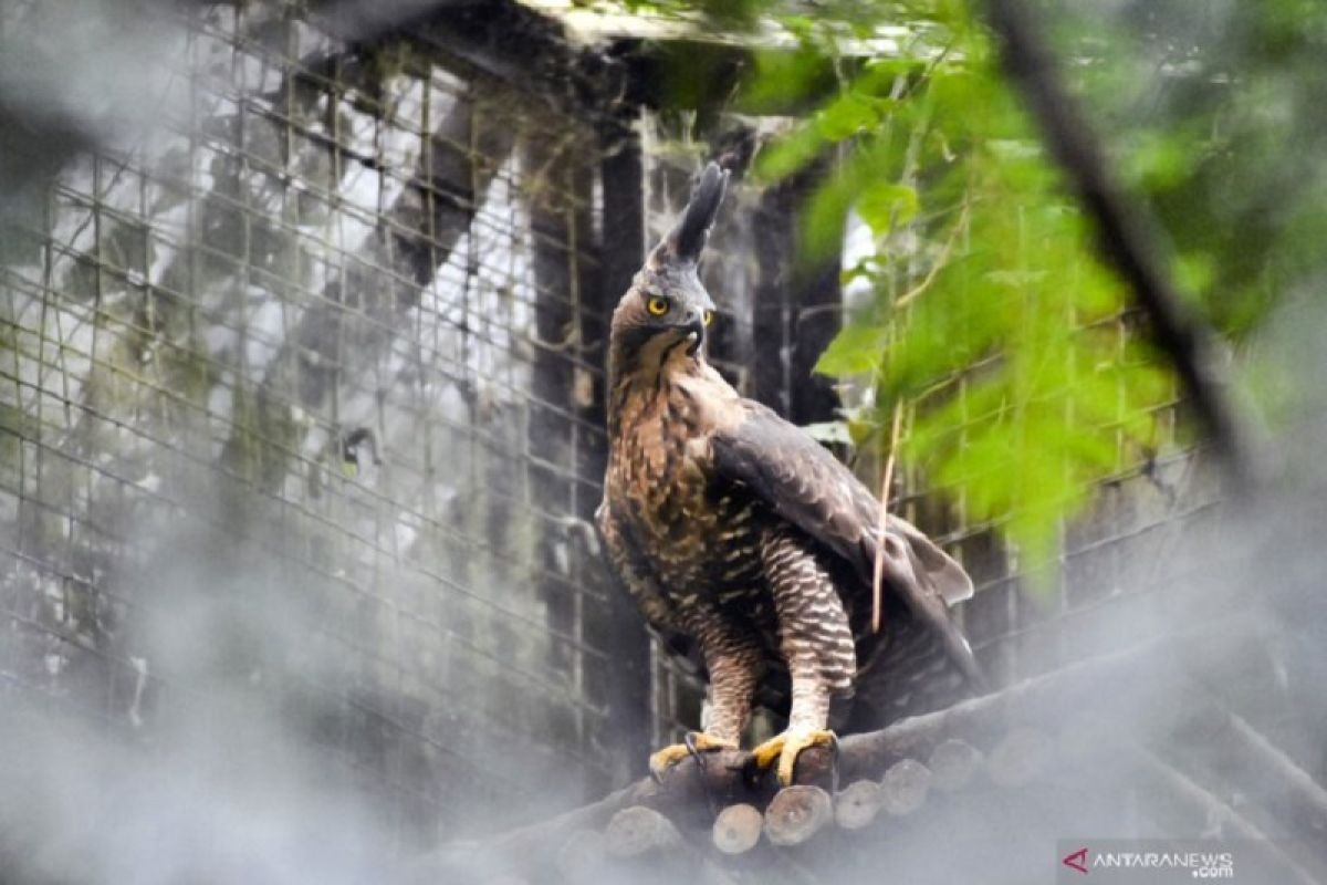 Konservasi Elang Jawa, ikhtiar untuk menyelamatkan satwa endemik