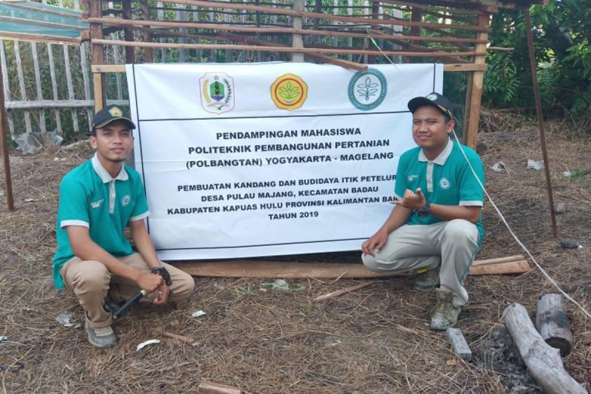 Mahasiswa Polbangtan YoMa beri penyuluhan budi daya itik petelur di Desa Pulau Majang