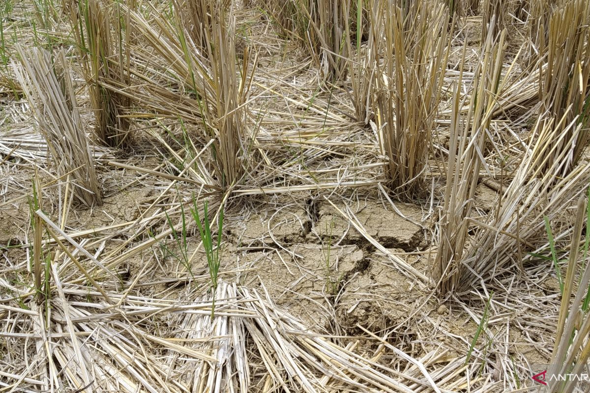 150 hektare lahan  sawah di Tanah Datar kekeringan akibat kemarau