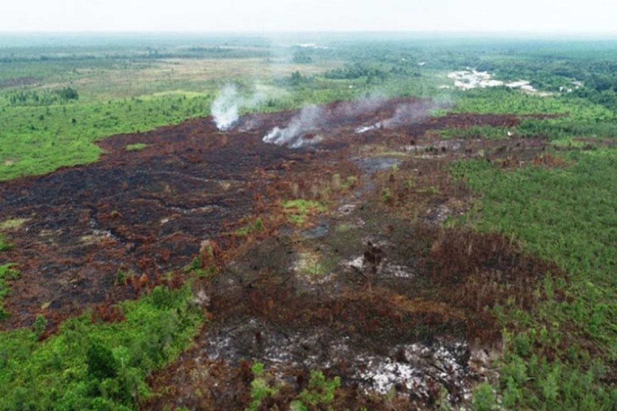 Pemkab Kotim  telusuri dugaan kebakaran lahan hutan tanaman industri