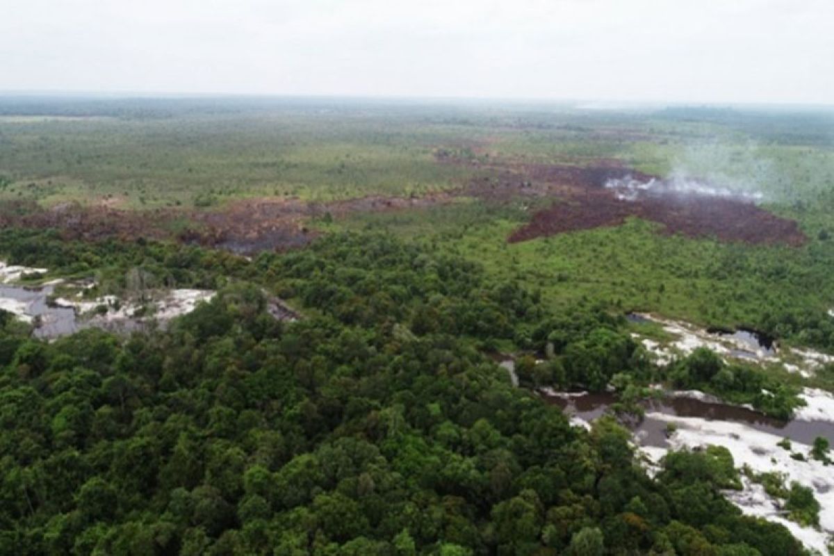 Lahan terbakar di Kotim diduga hutan tanaman industri